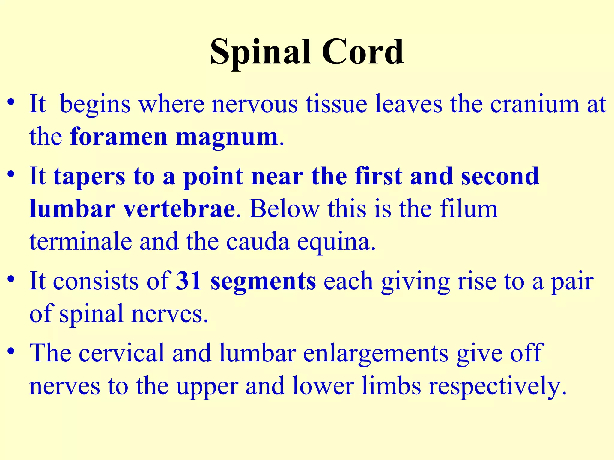 Spinal Cord It  begins where nervous tissue leaves the cranium at the  foramen magnum . It  tapers to a point near the first and second lumbar   vertebrae . Below this is the filum terminale and the cauda equina. It consists of  31 segments  each giving rise to a pair of spinal nerves. The cervical and lumbar enlargements give off  nerves to the upper and lower limbs respectively. 
