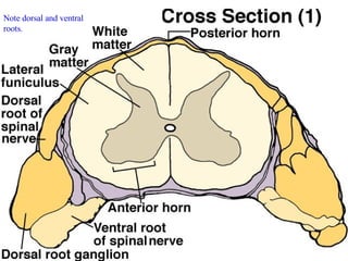 Note dorsal and ventral  roots. 