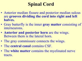 Anterior median fissure and posterior median sulcus are  grooves dividing the cord into right and left halves. Gray butterfly is the inner  gray matter  consisting of interneurons. Anterior and posterior horn  are the wings. Between them is the lateral horn. The gray commissure connects the wings. The  central canal  contains CSF. The  white matter  contains the myelinated nerve tracts. Spinal Cord 
