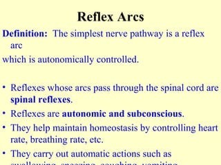 Reflex Arcs Definition:   The simplest nerve pathway is a reflex arc which is autonomically controlled. Reflexes whose arcs pass through the spinal cord are  spinal reflexes . Reflexes are  autonomic and subconscious .  They help maintain homeostasis by controlling heart rate, breathing rate, etc. They carry out automatic actions such as swallowing, sneezing, coughing, vomiting. 