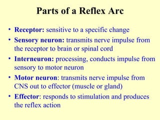 Parts of a Reflex Arc Receptor:  sensitive to a specific change Sensory neuron:  transmits nerve impulse from the receptor to brain or spinal cord Interneuron:  processing, conducts impulse from sensory to motor neuron Motor neuron : transmits nerve impulse from CNS out to effector (muscle or gland) Effector : responds to stimulation and produces the reflex action 