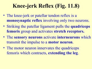 Knee-jerk Reflex (Fig. 11.8) The knee-jerk or patellar tendon reflex is a  monosynaptic reflex  involving only two neurons. Striking the patellar ligament pulls the  quadriceps femoris  group and activates  stretch receptors. The  sensory neurons  activate  interneurons  which transmit the impulse to a  motor neuron .  The motor neuron innervates the quadriceps femoris which contracts,  extending the leg . 