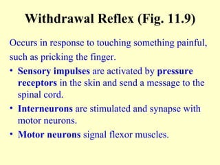 Withdrawal Reflex (Fig. 11.9) Occurs in response to touching something painful,  such as pricking the finger. Sensory impulses  are activated by  pressure receptors  in the skin and send a message to the spinal cord. Interneurons  are stimulated and synapse with motor neurons. Motor neurons  signal flexor muscles. 