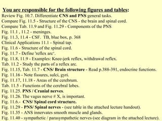   You are responsible for the following figures and tables : Review Fig. 10.7. Differentiate  CNS and PNS  general tasks. Compare Fig. 11.5 - Structure of the CNS - the brain and spinal cord. Compare Tab. 11.9 and Fig. 11.29 - Components of the PNS  Fig. 11.1 , 11.2 - meninges. Fig. 11.3, 11.4 - CSF.  TB, blue box, p. 368 Clinical Applications 11.1 - Spinal tap. Fig. 11.6 - Structure of the spinal cord. Fig. 11.7 - Define 'reflex arc‘. Fig. 11.8, 11.9 - Examples: Knee-jerk reflex, withdrawal reflex.  Tab. 11.2 - Study the parts of a reflex arc. Fig. 11.15, Tab. 11.7 -  CNS/ Brain structure  - Read p.388-391, endocrine functions. Fig. 11.16 - Note fissures, sulci, gyri.  Fig. 11.17, 11.18 - Areas of the cerebrum. Tab. 11.5 - Functions of the cerebral lobes. Fig. 11.25.  PNS / Cranial nerves . Fig. 11.26. The vagus nerve # X, is important.  Fig. 11.6.-  CNS/ Spinal cord structure. Fig. 11.29 -  PNS/ Spinal nerves  - (see table in the attached lecture handout). Fig. 11.35 - ANS innervates smooth muscle and glands.  Fig. 11.40 - sympathetic / parasympathetic nerves (see diagram in the attached lecture). 