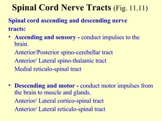 Spinal Cord Nerve Tracts  (Fig. 11.11)   Spinal cord ascending and descending nerve  tracts: Ascending and sensory -  conduct impulses to the brain. Anterior/Posterior spino-cerebellar tract Anterior/ Lateral spino-thalamic tract Medial reticulo-spinal tract Descending and motor -  conduct motor impulses from the brain to muscle and glands. Anterior/ Lateral cortico-spinal tract Anterior/ Lateral reticulo-spinal tract 