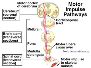 Note decussation area. 