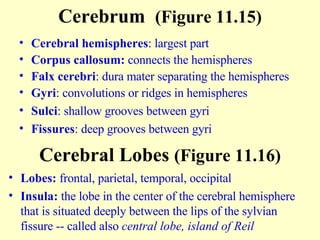 Cerebral hemispheres : largest part Corpus callosum:  connects the hemispheres Falx cerebri : dura mater separating the hemispheres Gyri : convolutions or ridges in hemispheres Sulci : shallow grooves between gyri Fissures : deep grooves between gyri Cerebrum  (Figure 11.15) Cerebral Lobes  (Figure 11.16) Lobes:  frontal, parietal, temporal, occipital  Insula:  the lobe in the center of the cerebral hemisphere that is situated deeply between the lips of the sylvian fissure -- called also  central lobe,   island of Reil   