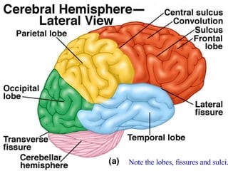 Note the lobes, fissures and sulci. 
