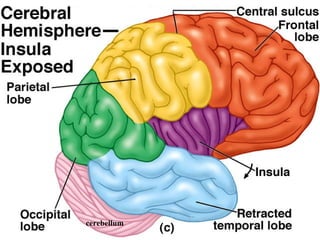 cerebellum 