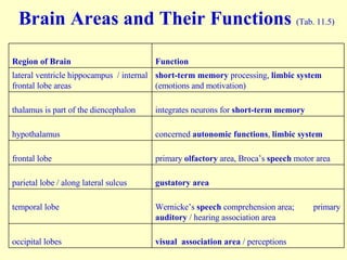 Brain Areas and Their Functions  (Tab. 11.5) visual  association area  / perceptions occipital lobes Wernicke’s  speech  comprehension area;  primary  auditory  / hearing association area temporal lobe gustatory   area parietal lobe / along lateral sulcus primary  olfactory  area, Broca’s  speech  motor area frontal lobe concerned  autonomic functions ,  limbic system hypothalamus integrates neurons for  short-term memory thalamus is part of the diencephalon short-term memory  processing,  limbic system  (emotions and motivation) lateral ventricle hippocampus  / internal frontal lobe areas Function Region of Brain 