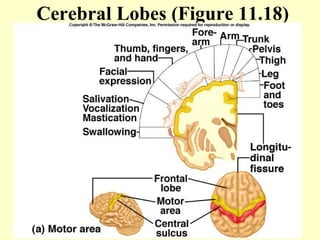 Cerebral Lobes (Figure 11.18) 