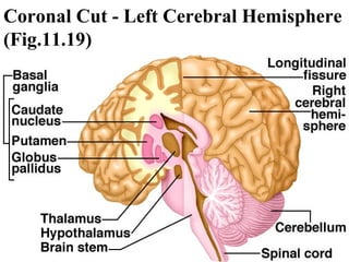 Coronal Cut - Left Cerebral Hemisphere (Fig.11.19) 