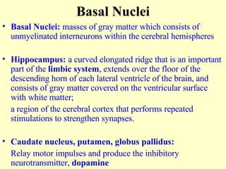 Basal Nuclei Basal Nuclei:  masses of gray matter which consists of unmyelinated interneurons within the cerebral hemispheres Hippocampus:  a curved elongated ridge that is an important part of the  limbic system , extends over the floor of the descending horn of each lateral ventricle of the brain, and consists of gray matter covered on the ventricular surface with white matter; a region of the cerebral cortex that performs repeated stimulations to strengthen synapses. Caudate nucleus, putamen, globus pallidus:  Relay motor impulses and produce the inhibitory neurotransmitter,  dopamine 