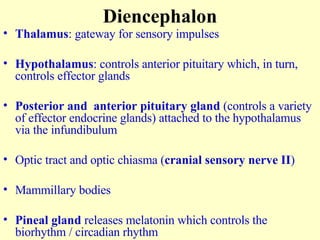 Diencephalon Thalamus : gateway for sensory impulses Hypothalamus : controls anterior pituitary which, in turn, controls effector glands Posterior and  anterior pituitary gland  (controls a variety of effector endocrine glands) attached to the hypothalamus via the infundibulum Optic tract and optic chiasma ( cranial sensory nerve II ) Mammillary bodies Pineal gland  releases melatonin which controls the biorhythm / circadian rhythm 