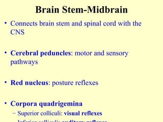 Brain Stem-Midbrain Connects brain stem and spinal cord with the CNS Cerebral peduncles : motor and sensory pathways Red nucleus : posture reflexes Corpora quadrigemina Superior colliculi:  visual reflexes Inferior colliculi:  auditory reflexes 