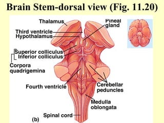 Brain Stem-dorsal view (Fig. 11.20) 