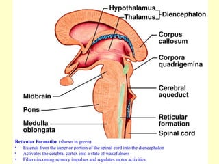 Reticular Formation  (shown in green) :  Extends from the superior portion of the spinal cord into the diencephalon Activates the cerebral cortex into a state of wakefulness Filters incoming sensory impulses and regulates motor activities 