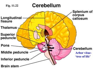 Fig. 11.22 Arbor vitae-  ‘ tree of life’ 