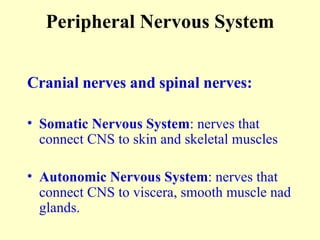 Peripheral Nervous System Cranial nerves and spinal nerves: Somatic Nervous System : nerves that connect CNS to skin and skeletal muscles Autonomic Nervous System : nerves that connect CNS to viscera, smooth muscle nad glands. 
