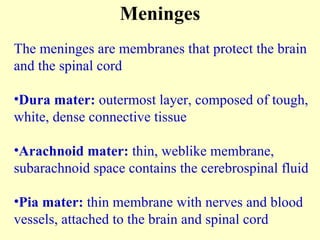 The meninges are membranes that protect the brain and the spinal cord Dura mater:  outermost layer, composed of tough, white, dense connective tissue Arachnoid mater:  thin, weblike membrane, subarachnoid space contains the cerebrospinal fluid Pia mater:  thin membrane with nerves and blood vessels, attached to the brain and spinal cord Meninges 
