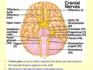 Twelve pairs  of nerves which originate from brain stem and cerebrum Pass through foramen magnum in the skull Mixed nerves and special senses; some motor nerves 