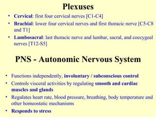 Plexuses Cervical : first four cervical nerves [C1-C4] Brachial : lower four cervical nerves and first thoracic nerve [C5-C8 and T1] Lumbosacral : last thoracic nerve and lumbar, sacral, and coccygeal nerves [T12-S5] PNS - Autonomic Nervous System Functions independently,  involuntary / subconscious control Controls visceral activities by regulating  smooth and cardiac muscles and glands Regulates heart rate, blood pressure, breathing, body temperature and other homeostatic mechanisms Responds to stress 