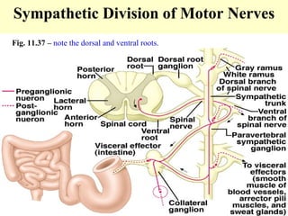 Sympathetic Division of Motor Nerves Fig. 11.37 –  note the dorsal and ventral roots. 