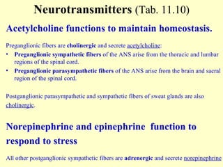 Neurotransmitters  (Tab. 11.10) Acetylcholine functions to maintain homeostasis. Preganglionic fibers are  cholinergic  and secrete  acetylcholine : Preganglionic sympathetic fibers  of the ANS arise from the thoracic and lumbar regions of the spinal cord. Preganglionic parasympathetic fibers  of the ANS arise from the brain and sacral region of the spinal cord. Postganglionic parasympathetic and sympathetic fibers   of sweat glands   are also  cholinergic . Norepinephrine and epinephrine  function to  respond to stress All other postganglionic sympathetic fibers are  adrenergic  and secrete  norepinephrine 