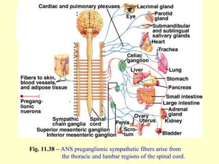 Fig. 11.38 –  ANS   preganglionic sympathetic fibers arise from    the thoracic and lumbar regions of the spinal cord. 