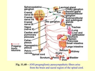 Fig. 11.40 –  ANS preganglionic parasympathetic fibers arise    from the brain and sacral region of the spinal cord. 