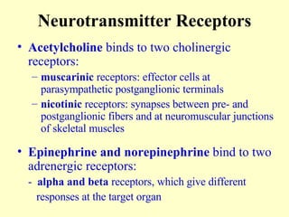 Neurotransmitter Receptors Acetylcholine  binds to two cholinergic receptors: muscarinic  receptors: effector cells at parasympathetic postganglionic terminals nicotinic  receptors: synapses between pre- and postganglionic fibers and at neuromuscular junctions of skeletal muscles Epinephrine and norepinephrine  bind to two adrenergic receptors: -  alpha and beta  receptors, which give different    responses at the target organ 