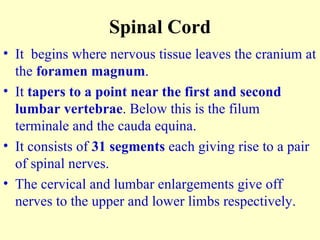 Spinal Cord It  begins where nervous tissue leaves the cranium at the  foramen magnum . It  tapers to a point near the first and second lumbar   vertebrae . Below this is the filum terminale and the cauda equina. It consists of  31 segments  each giving rise to a pair of spinal nerves. The cervical and lumbar enlargements give off  nerves to the upper and lower limbs respectively. 