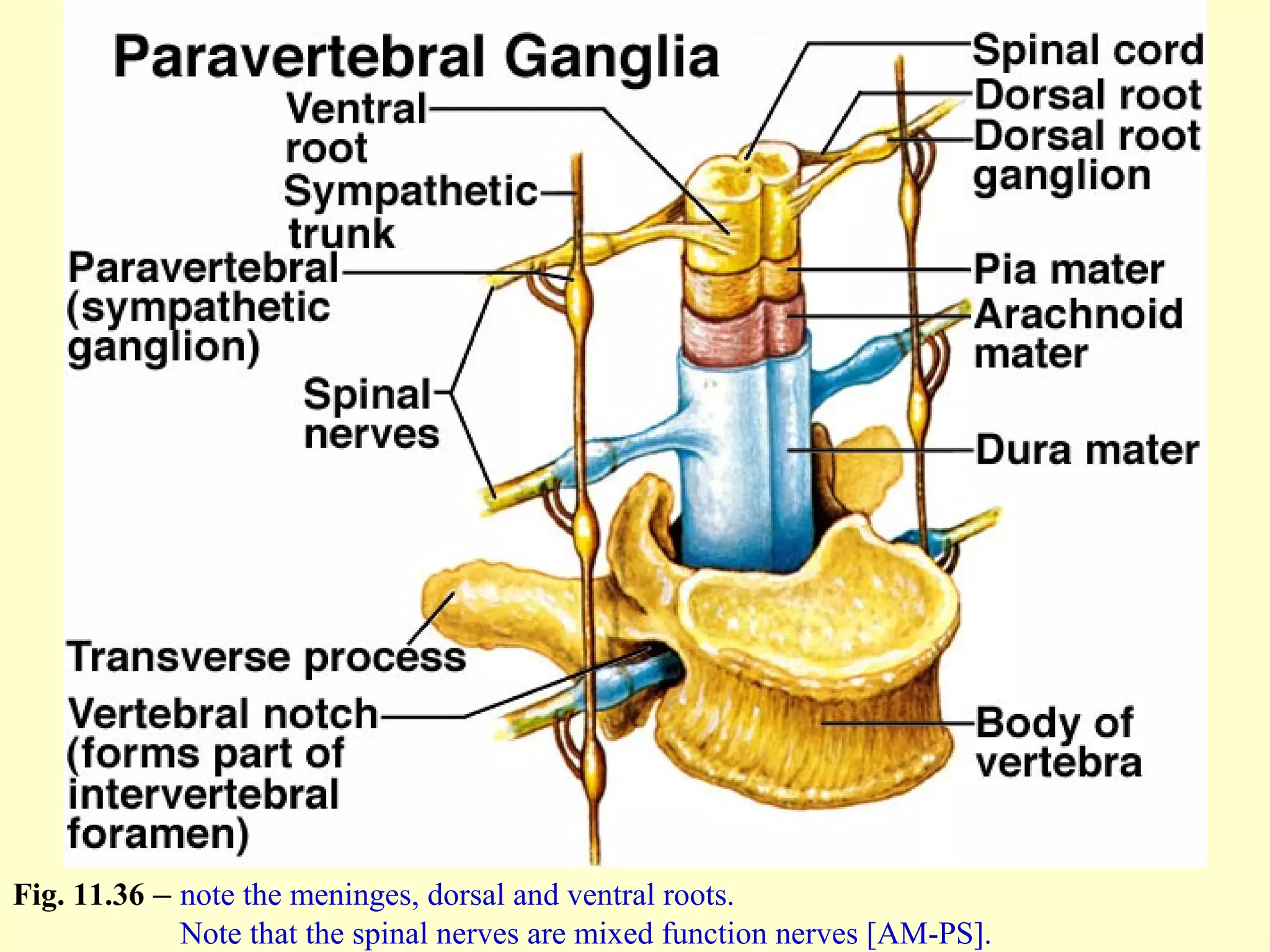 Fig. 11.36 – note the meninges, dorsal and ventral roots.
Note that the spinal nerves are mixed function nerves [AM-PS].
 