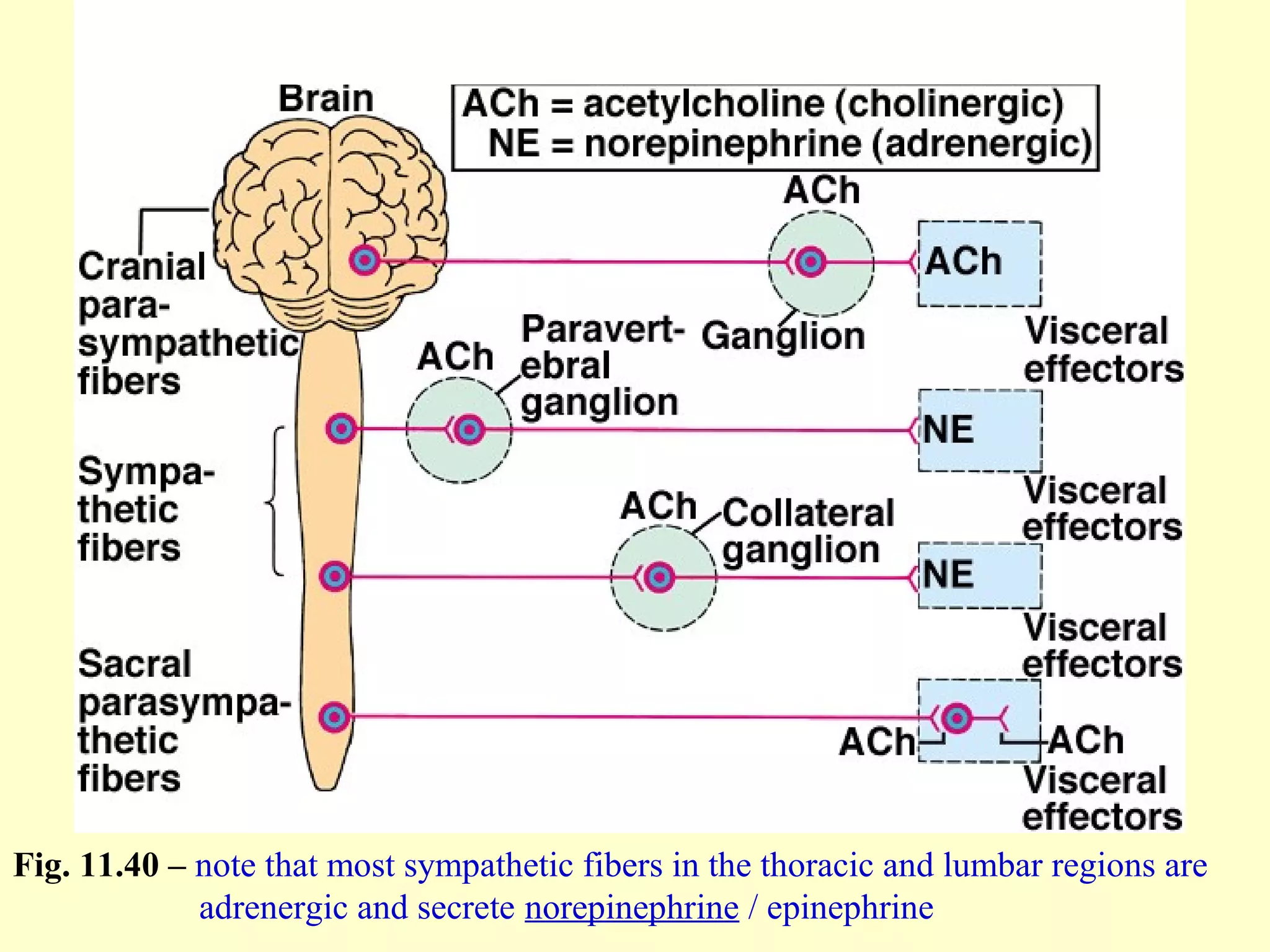 Fig. 11.40 – note that most sympathetic fibers in the thoracic and lumbar regions are
adrenergic and secrete norepinephrine / epinephrine
 