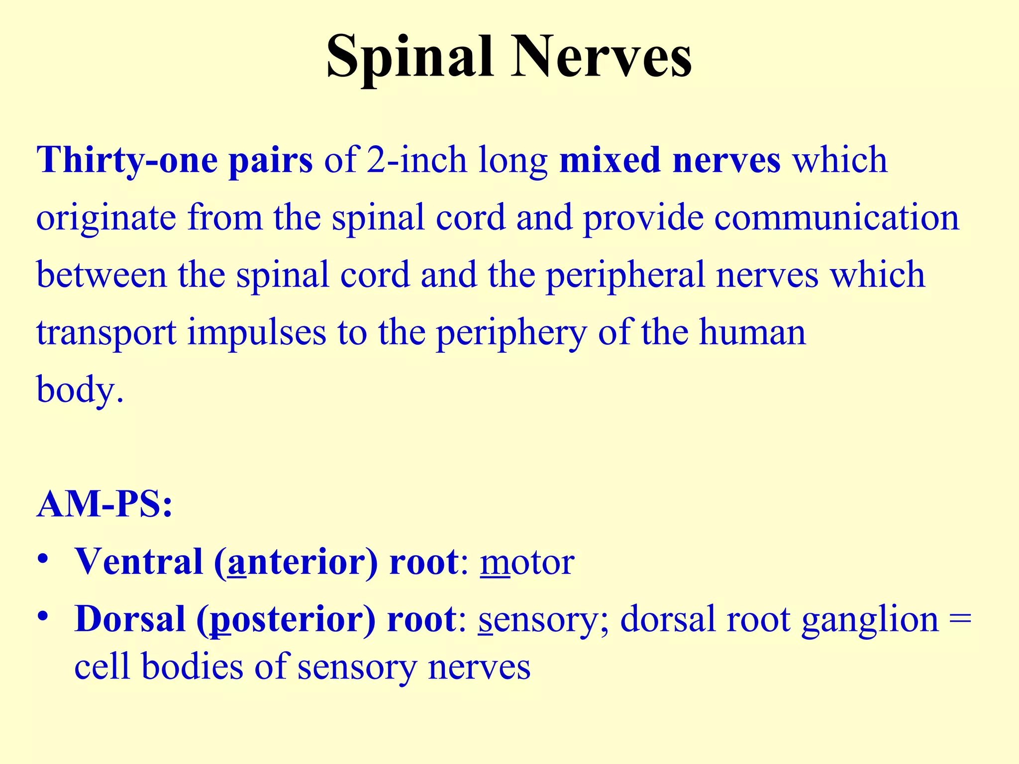 Spinal Nerves
Thirty-one pairs of 2-inch long mixed nerves which
originate from the spinal cord and provide communication
between the spinal cord and the peripheral nerves which
transport impulses to the periphery of the human
body.
AM-PS:
• Ventral (anterior) root: motor
• Dorsal (posterior) root: sensory; dorsal root ganglion =
cell bodies of sensory nerves
 