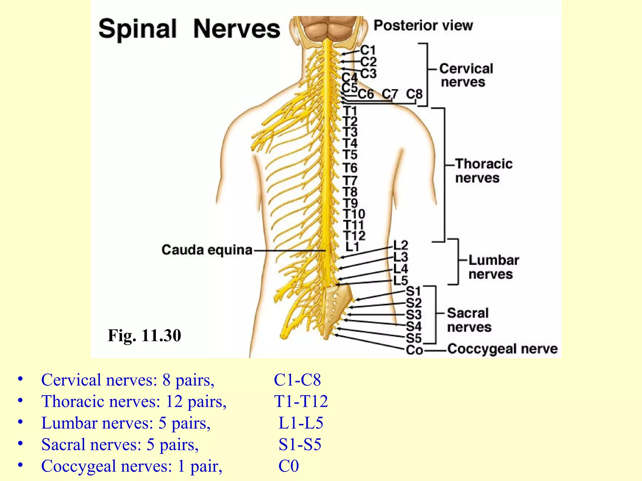 • Cervical nerves: 8 pairs, C1-C8
• Thoracic nerves: 12 pairs, T1-T12
• Lumbar nerves: 5 pairs, L1-L5
• Sacral nerves: 5 pairs, S1-S5
• Coccygeal nerves: 1 pair, C0
Fig. 11.30
 
