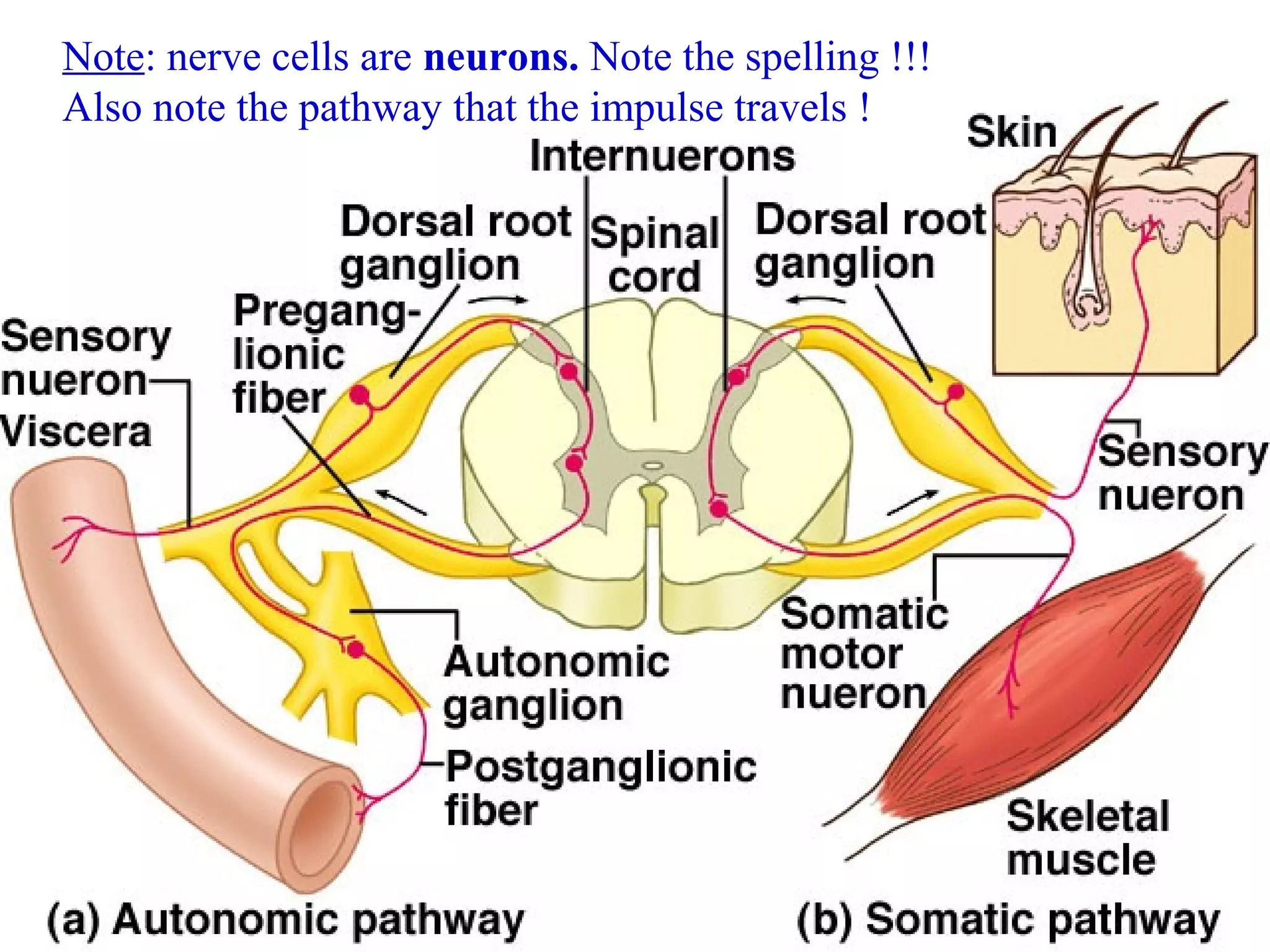 Note: nerve cells are neurons. Note the spelling !!!
Also note the pathway that the impulse travels !
 