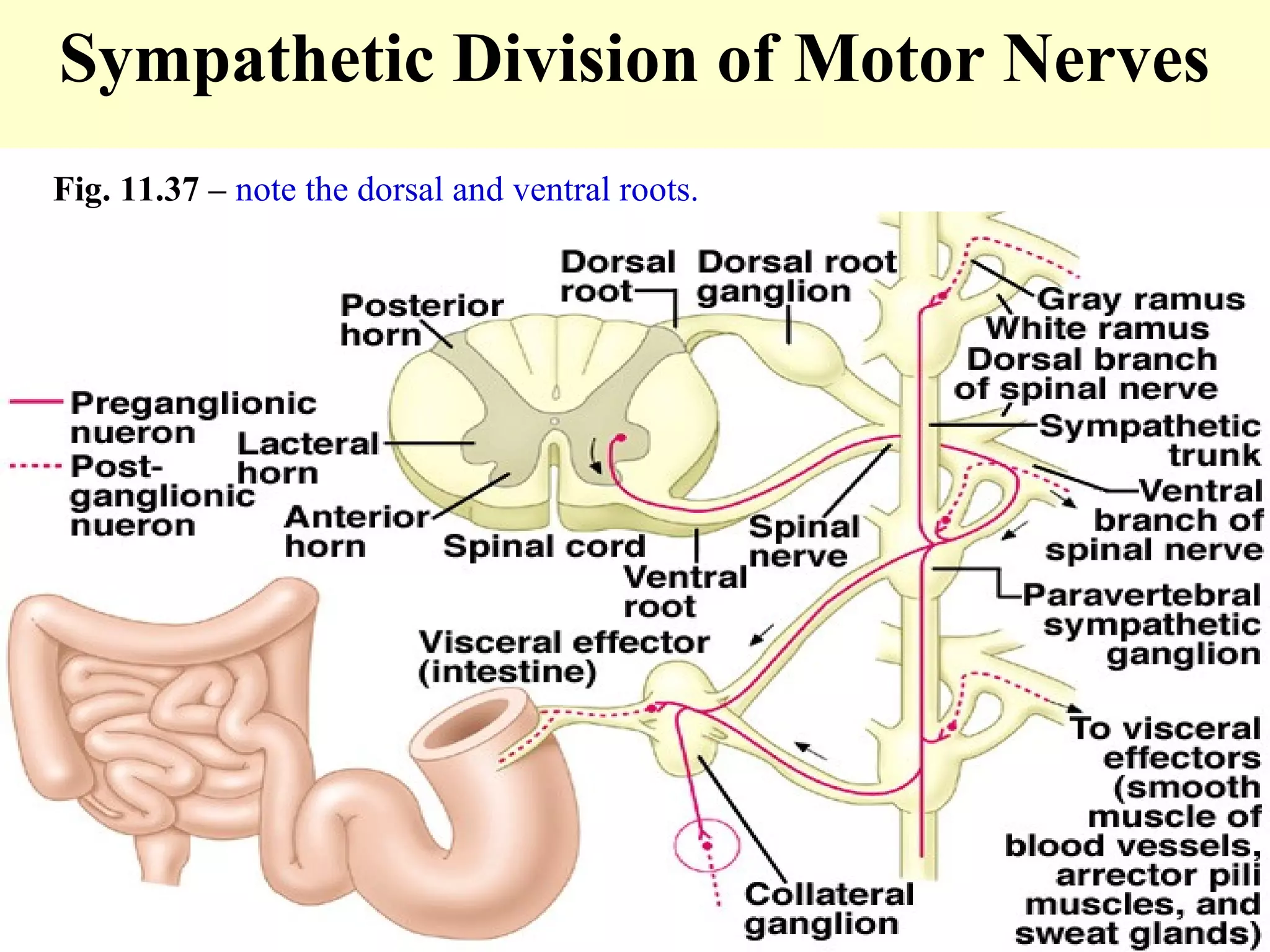 Sympathetic Division of Motor Nerves
Fig. 11.37 – note the dorsal and ventral roots.
 