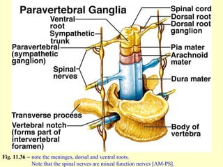 Fig. 11.36 – note the meninges, dorsal and ventral roots.
Note that the spinal nerves are mixed function nerves [AM-PS].
 