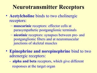 Neurotransmitter Receptors
• Acetylcholine binds to two cholinergic
receptors:
– muscarinic receptors: effector cells at
parasympathetic postganglionic terminals
– nicotinic receptors: synapses between pre- and
postganglionic fibers and at neuromuscular
junctions of skeletal muscles
• Epinephrine and norepinephrine bind to two
adrenergic receptors:
- alpha and beta receptors, which give different
responses at the target organ
 