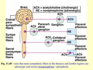 Fig. 11.40 – note that most sympathetic fibers in the thoracic and lumbar regions are
adrenergic and secrete norepinephrine / epinephrine
 