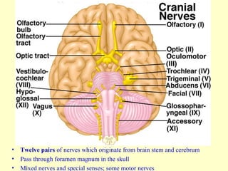 • Twelve pairs of nerves which originate from brain stem and cerebrum
• Pass through foramen magnum in the skull
• Mixed nerves and special senses; some motor nerves
 
