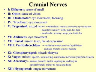 Cranial Nerves
• I: Olfactory: sense of smell
• II: Optic: sense of vision
• III: Oculomotor: eye movement, focusing
• IV: Trochlear: eye movement
• V: Trigeminal: mixed nerve - ophthalmic: sensory: accessory eye structures
- maxillary: sensory: teeth, gum, lip, face
- mandibular: sensory: scalp, jaw, teeth, lip
• VI: Abducens: eye movement
• VII: Facial: mixed: taste, facial expression
• VIII: Vestibulocochlear - vestibular branch: sense of equilibrium
- cochlear branch: sense of hearing
• IX: Glosspharyngeal: mixed: pharynx
• X: Vagus: mixed: speech, swallowing, autonomic nervous system to viscera
• XI: Accessory: - cranial branch: motor to pharynx and larynx
- spinal branch: motor to neck and back
• XII: Hypoglossal: tongue movement
 
