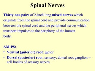 Spinal Nerves
Thirty-one pairs of 2-inch long mixed nerves which
originate from the spinal cord and provide communication
between the spinal cord and the peripheral nerves which
transport impulses to the periphery of the human
body.
AM-PS:
• Ventral (anterior) root: motor
• Dorsal (posterior) root: sensory; dorsal root ganglion =
cell bodies of sensory nerves
 