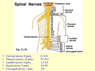 • Cervical nerves: 8 pairs, C1-C8
• Thoracic nerves: 12 pairs, T1-T12
• Lumbar nerves: 5 pairs, L1-L5
• Sacral nerves: 5 pairs, S1-S5
• Coccygeal nerves: 1 pair, C0
Fig. 11.30
 
