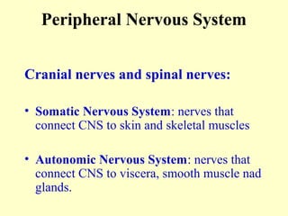 Peripheral Nervous System
Cranial nerves and spinal nerves:
• Somatic Nervous System: nerves that
connect CNS to skin and skeletal muscles
• Autonomic Nervous System: nerves that
connect CNS to viscera, smooth muscle nad
glands.
 