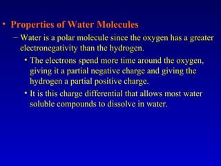 • Properties of Water Molecules
– Water is a polar molecule since the oxygen has a greater
electronegativity than the hydrogen.
• The electrons spend more time around the oxygen,
giving it a partial negative charge and giving the
hydrogen a partial positive charge.
• It is this charge differential that allows most water
soluble compounds to dissolve in water.
 