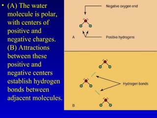 • (A) The water
molecule is polar,
with centers of
positive and
negative charges.
(B) Attractions
between these
positive and
negative centers
establish hydrogen
bonds between
adjacent molecules.
 