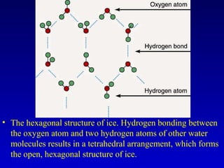 • The hexagonal structure of ice. Hydrogen bonding between
the oxygen atom and two hydrogen atoms of other water
molecules results in a tetrahedral arrangement, which forms
the open, hexagonal structure of ice.
 