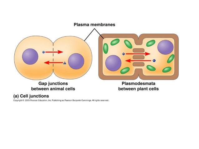AP Biology Cell Communication part 4 cell response